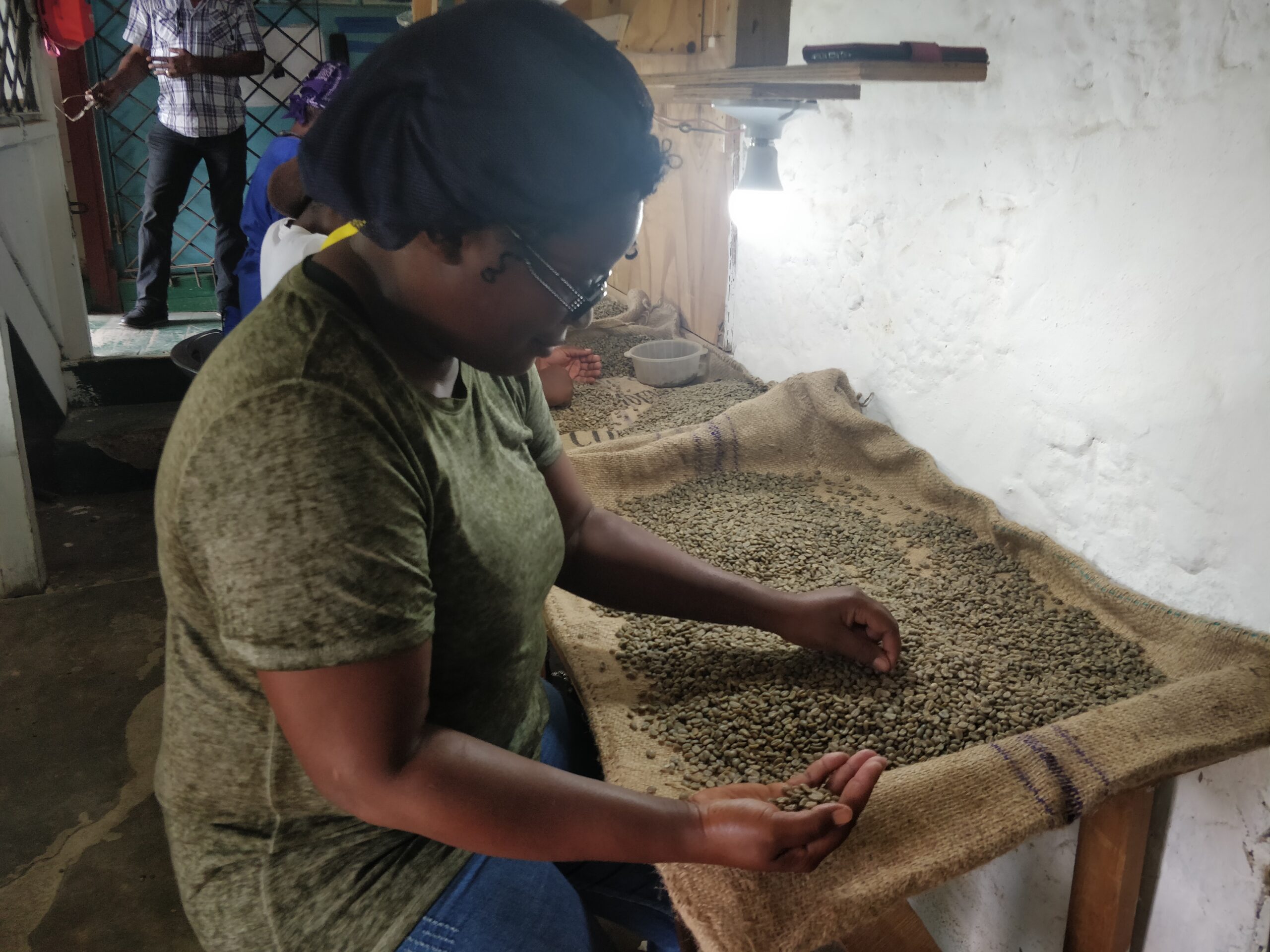 Coffee picking 3 (1)