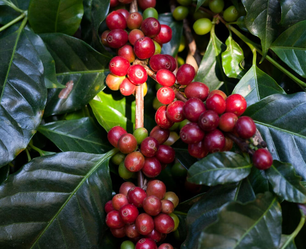 coffee-beans-ripening-tree-north-thailand-e1707310992141