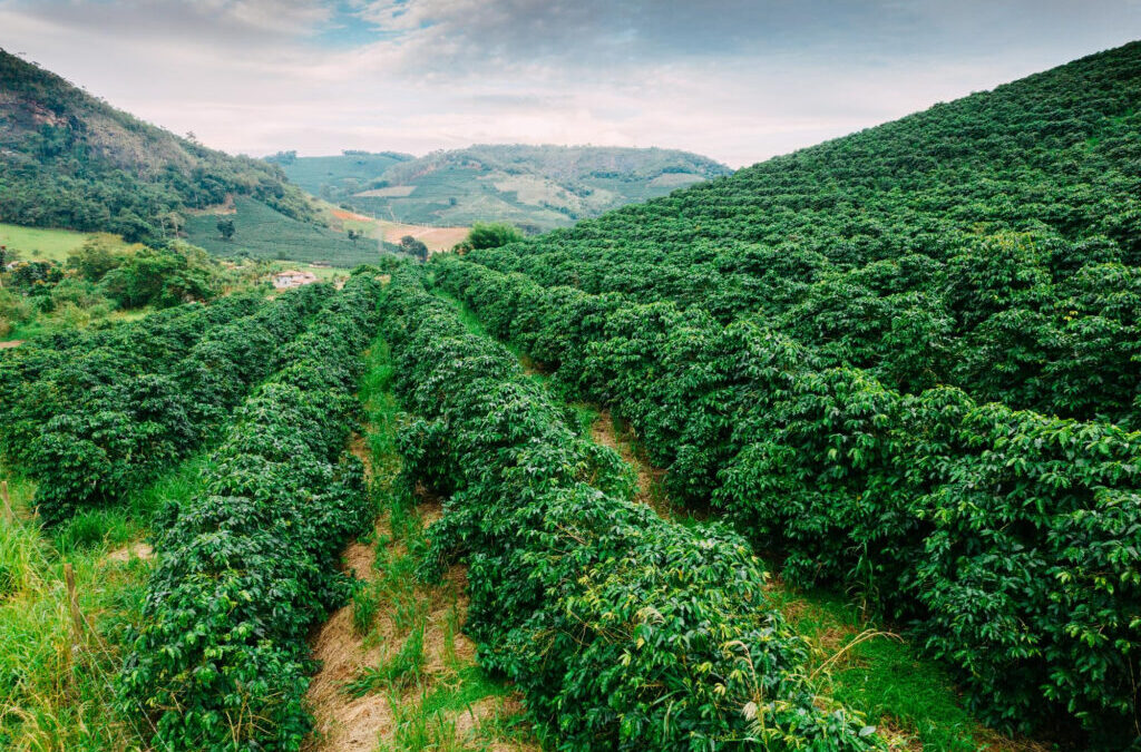 Jamaican Coffee Beans