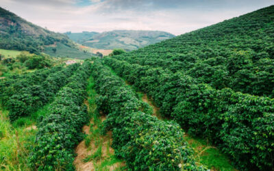 Jamaican Coffee Beans